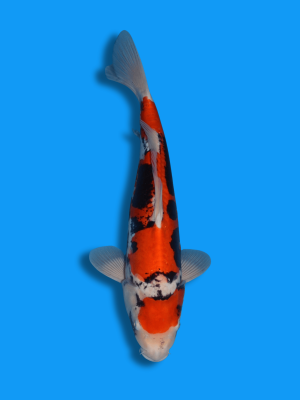 Beni Kumonryu | Koi&Co.